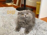 British Longhair Güzellerime Yuva