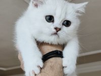 Scottish straight shorthair bs12 dişi