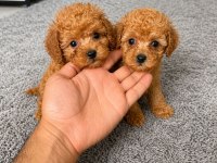 TOY POODLE BEBEKLERİMİZ TESLİME HAZIR