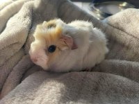 Kapıya Teslim Guinea pig Setleri