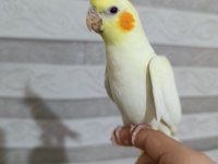 Sultan papağanı yavru 2 aylık