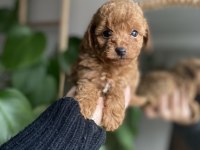 Orjinal Toy Poodle Yavrularım