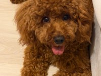 Toy poodle oğlumuz 10 aylık