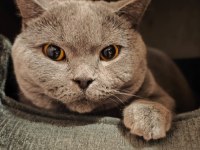 British Shorthair Erkek Kedimiz