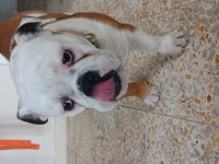 İngiliz bulldog köpeğimiz