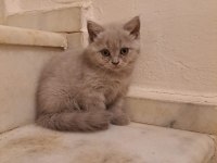 Aldın aldın son 4 yavru scottish fold