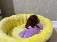 Toy poodle orijinal ev ortamında