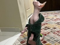 Sfenks pembe erkek kedi