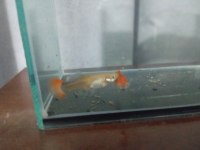 1 erkek 1 dişi red tuxedo Lepistes
