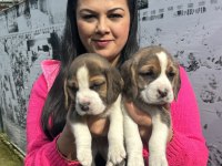 Sağlık ve ırk garantili beagle yavrularım
