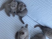 5 dişi lilac british shorthair yeni yuvalarına hazır