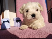 Maltipoo Kapıda Ödeme ve Kredi Kartı İmkânı Mevcuttur