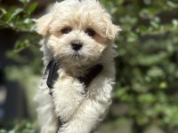 ORJİNAL TATLI MALTİPOO YAVRU