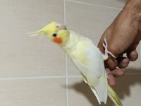 3 Adet El Besleme Lutino Sultan Papağanı Kardeşler