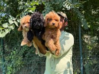 Maltipoo Yavrular Bir Birinden Tatlılar