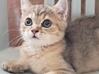 British Shorthair Black Tabby