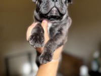 Ev bakımı şeceresi olan french bulldog yavrular