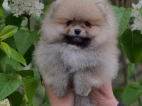 Pomeranian Boo Yavruları