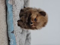Pomeranian boo bebeklerimiz ırk garantili