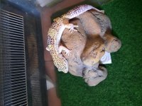 Leopard gecko malzemeli