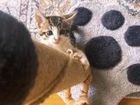 ERKEK KARDEŞ KEDİMİZE ACİL SICAK VE KALICI YUVA