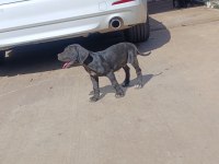 Safkan Cane Corso Yavruları