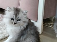 British longhair silver renk