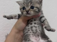 Minik Maviş Scottısh Fold Bebek