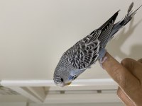 YAVRU İRİ ŞOV JUMBO MUHABBET KUŞU