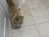 Dünyalar tatlısı iran kedisi Poffy