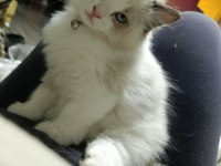 Orijinal Ragdoll Yavrular