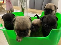 Pink Babadan Pug Mops yavrular