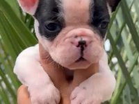 French Bulldog Yavrularımız