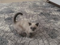 British shorthair gri füme