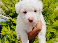 Terrier yavrular