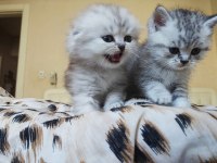 British ve scottish silver tabby yavru