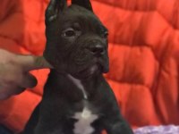 Cane corso koca kafa yavrular