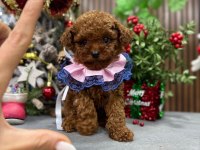 Bebek yüzlü poodle kızımız
