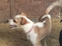 Jack Russell Terrier Erkek 6 Aylık Takas Veya Uyguna