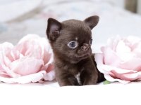 TEACUP ŞİVAVA YAVRULARIMIZ IRK VE SAĞLIK GARANTİLİ