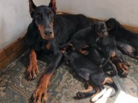 Evinizin neşesi doberman yavrular kapıda ödeme