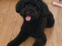 18 Aylık Dişi Siyah Toy Poodle