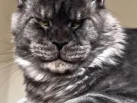 Türkiyenin her yerine teslim XXL Maine coon kedileri