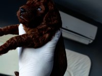 Orjinal toy poodle yavrularımız ev ortamından