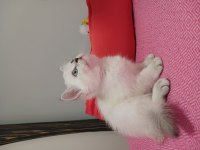 SAFKAN BRİTİSH YAVRU