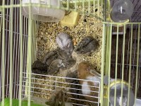 Yavru Hamster