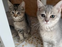 British shorthair golden
