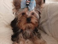 Orjinal Baby Face Yorkshire Terrier Erkek