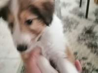 Collie / maltese