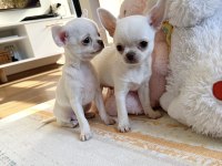 Safkan Beyaz Erkek Chihuahua Köpekler